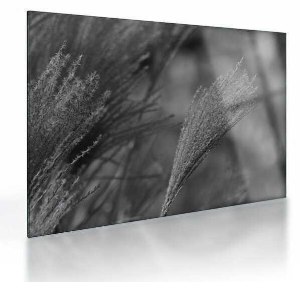 Obraz na szkle - Suszona trawa pampasowa (70x50 cm)