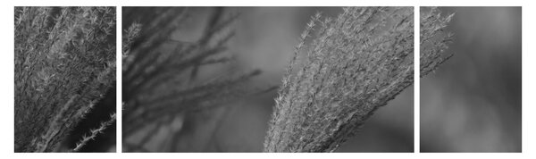 Obraz - Suszona trawa pampasowa (170x50 cm)