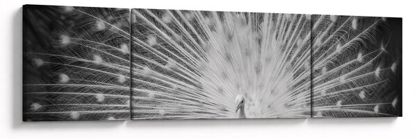 Obraz - Biały paw (170x50 cm)
