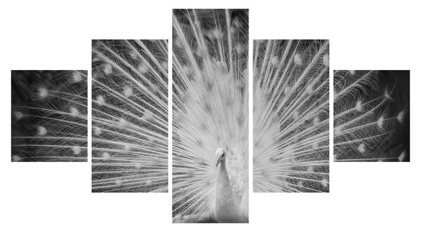 Obraz - Biały paw (125x70 cm)