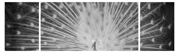 Obraz - Biały paw (170x50 cm)