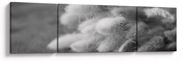 Obraz - trawa z króliczym ogonkiem na stole (170x50 cm)