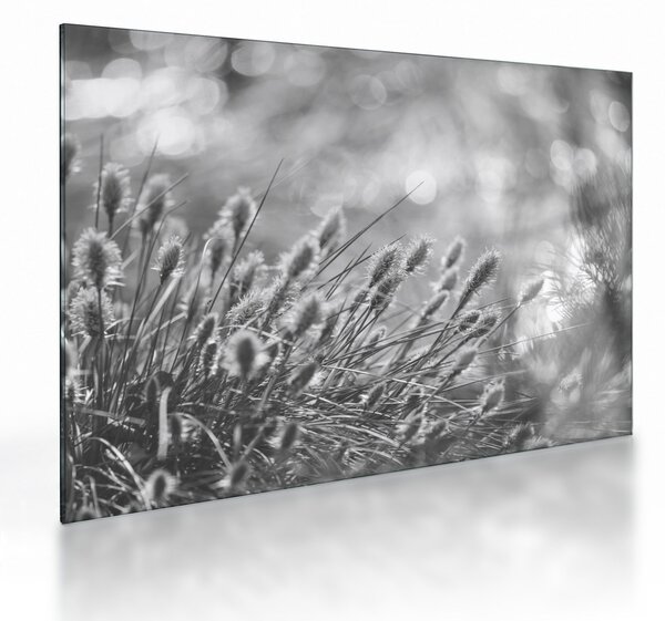 Obraz na szkle - Beżowa miękka trawa N⁰1 (70x50 cm)