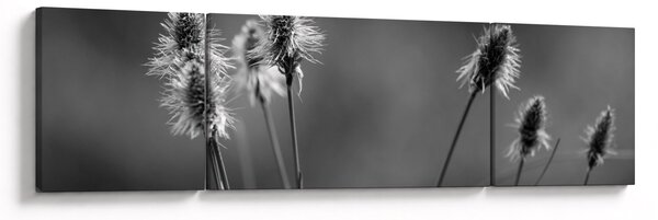 Obraz - Beżowa miękka trawa N⁰2 (170x50 cm)