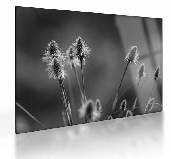 Obraz na szkle - Beżowa miękka trawa N⁰2 (70x50 cm)