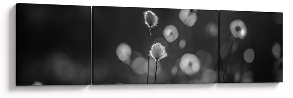 Obraz - Trawa bawełniana na łące (170x50 cm)