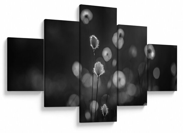 Obraz - Trawa bawełniana na łące (125x70 cm)