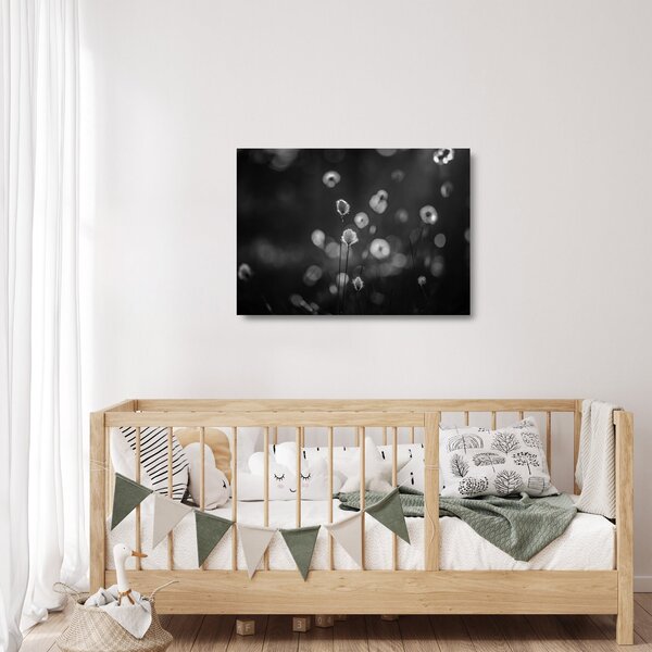 Obraz na szkle - Trawa bawełniana na łące (70x50 cm)
