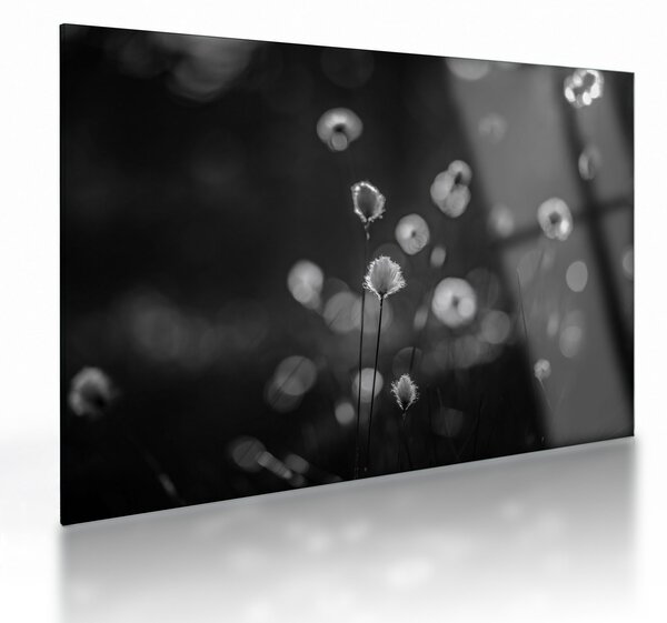 Obraz na szkle - Trawa bawełniana na łące (70x50 cm)