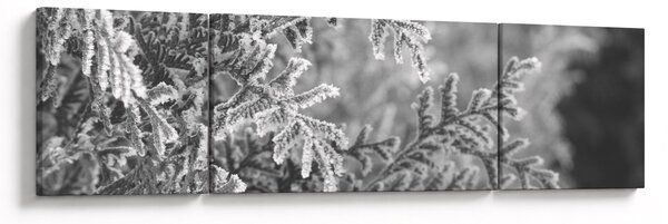 Obraz - Las świerkowy (170x50 cm)