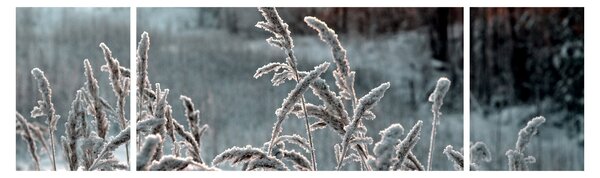 Obraz - Frozen Meadow (170x50 cm)