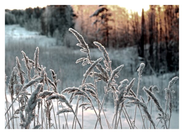 Obraz - Frozen Meadow (70x50 cm)