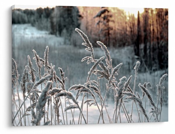 Obraz - Frozen Meadow (70x50 cm)