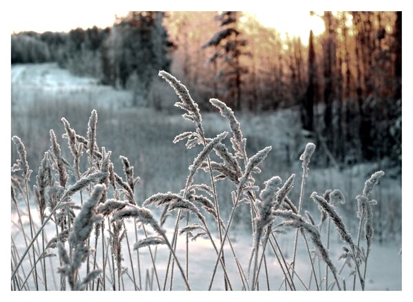 Obraz na szkle - Frozen Meadow (70x50 cm)
