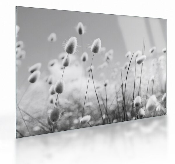 Obraz na szkle - Trawa z ogonkiem króliczka Boho (70x50 cm)