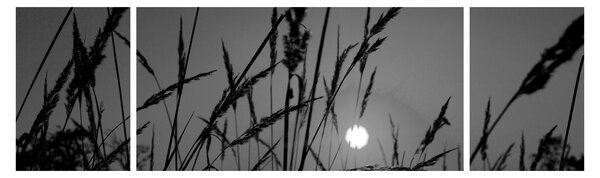 Obraz - Łąka z zachodem słońca (170x50 cm)