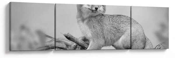 Obraz - Lis szary (170x50 cm)