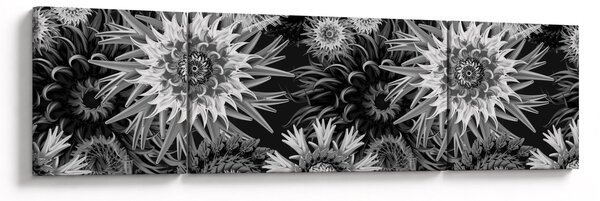 Obraz - Czarne i białe osty (170x50 cm)