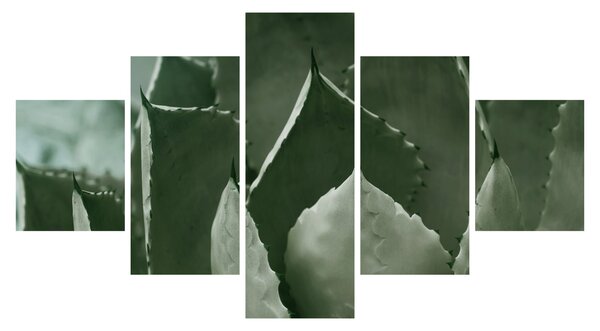 Obraz - Zielona agawa (125x70 cm)