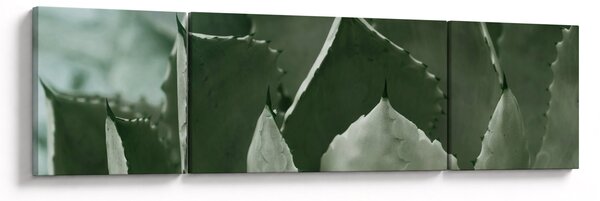 Obraz - Zielona agawa (170x50 cm)