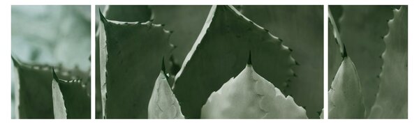 Obraz - Zielona agawa (170x50 cm)