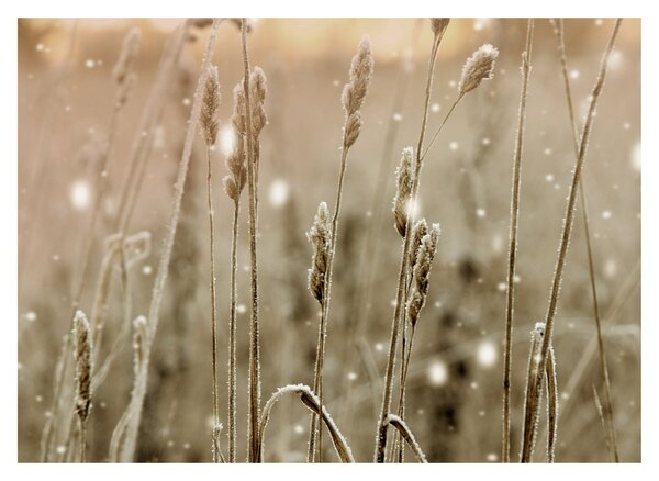 Obraz - Harmonious Meadow (70x50 cm)