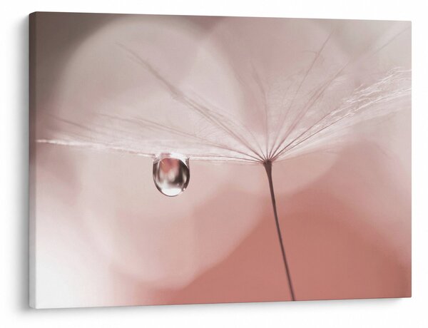 Obraz - Kropla rosy (70x50 cm)