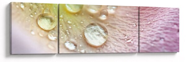 Obraz - Krople rosy (170x50 cm)