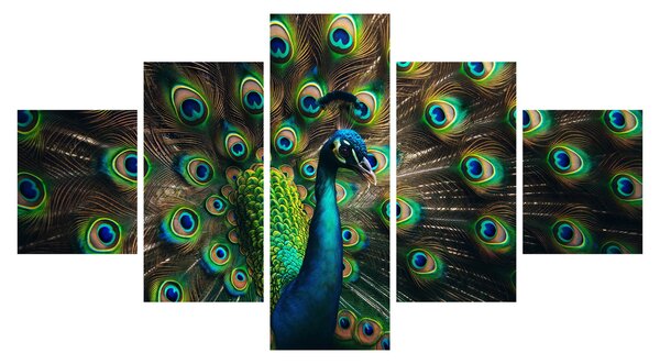 Obraz – Paw (125x70 cm)