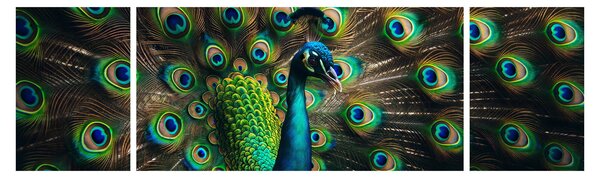 Obraz – Paw (170x50 cm)