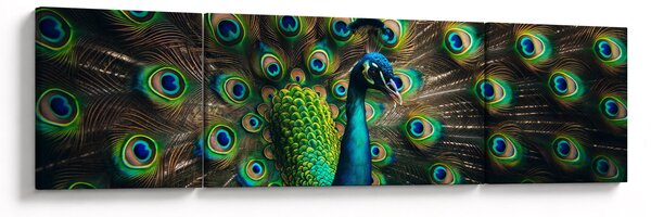 Obraz – Paw (170x50 cm)