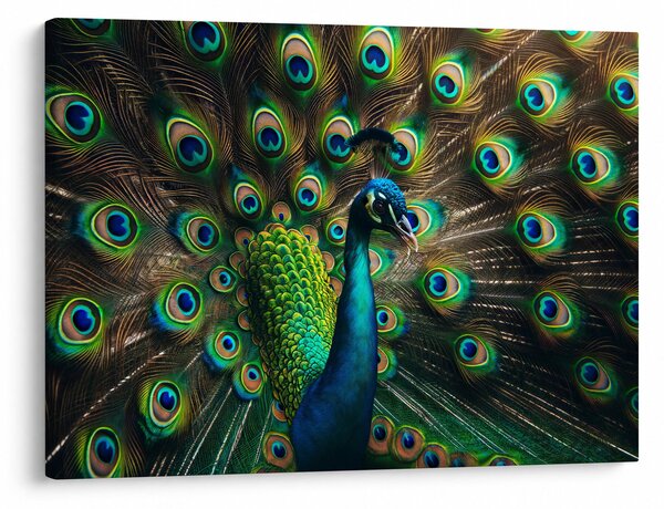 Obraz – Paw (70x50 cm)