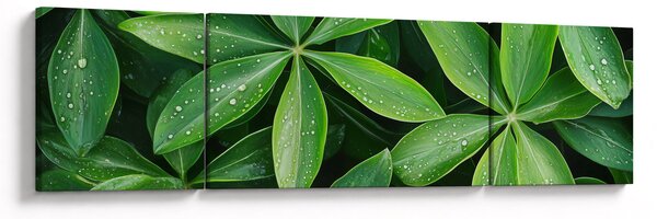 Obraz - Liście z kroplami rosy (170x50 cm)