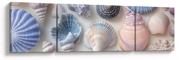 Obraz - Kolekcja muszli (170x50 cm)