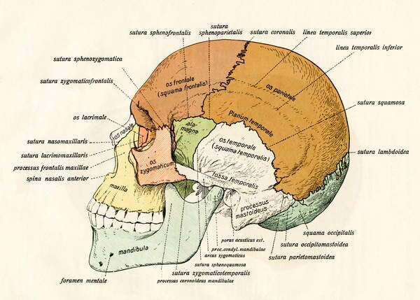 Reprodukcja Lateral Diagram of the Bones of the Human Skull 1906, German School