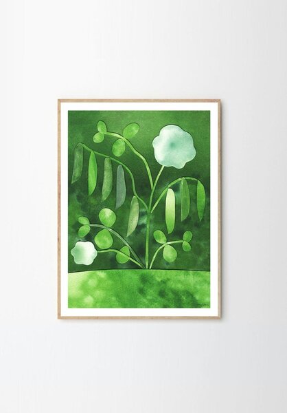 Plakat 50x70 cm Peas in Bloom – Anna Ravn Bjørn – The Poster Club