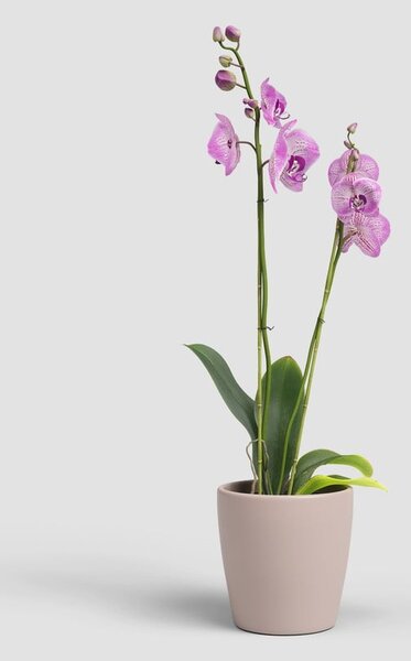 Ceramiczna doniczka ø 14 cm Thalia – Artevasi
