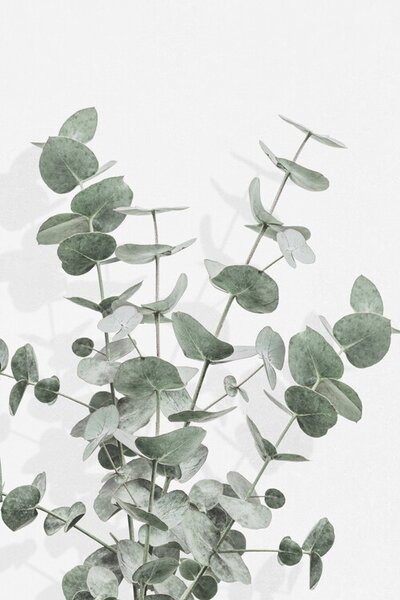 Ilustracja Eucalyptus Creative 16, Studio Collection