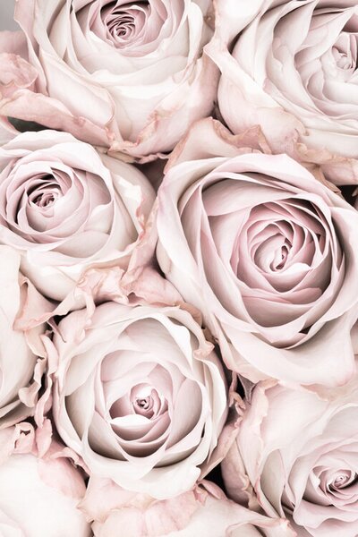 Fotografia Pink Roses No 01, Studio Collection