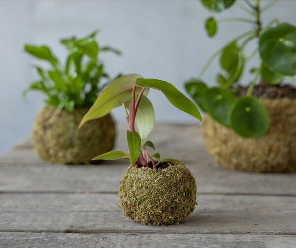 Doniczka ø 9 cm Kokedama – Esschert Design