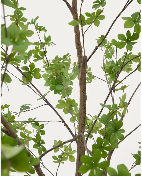 Sztuczna roślina (wysokość 214 cm) Enkianthus – Kave Home