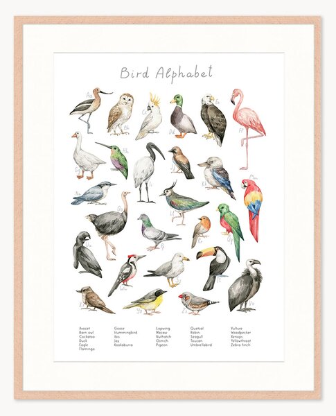 Oprawiony druk cyfrowy Bird Alphabet, różne rozmiary