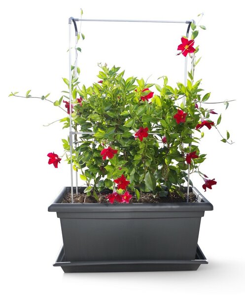 Gardenico Podpórka pionowa Green Wall Magnus, 80 cm, 80 cm