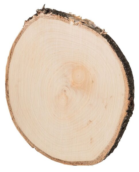 ČistéDřevo Podkładka drewniana z pnia brzozy 15–20 cm