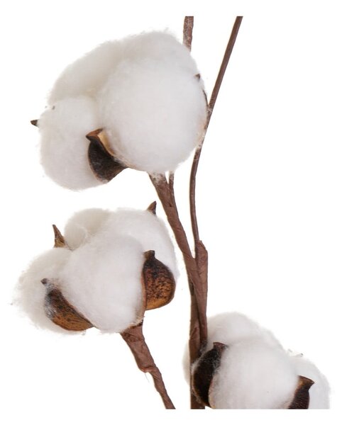 Suszona roślina (wysokość 55 cm) Cotton – Casa Selección