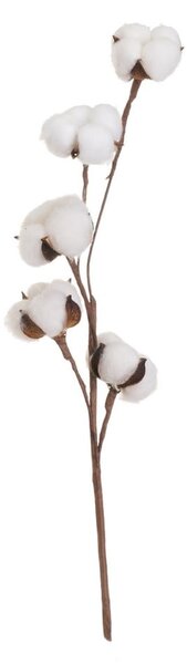 Suszona roślina (wysokość 55 cm) Cotton – Casa Selección