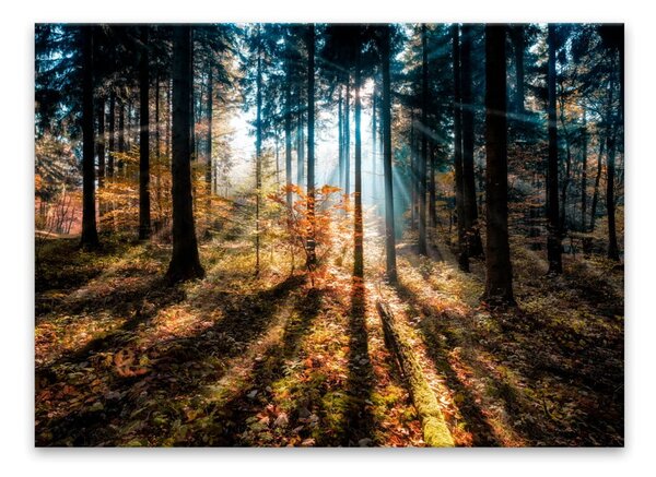 Obraz Styler Glasspik Autumn Sunset, 70x100 cm