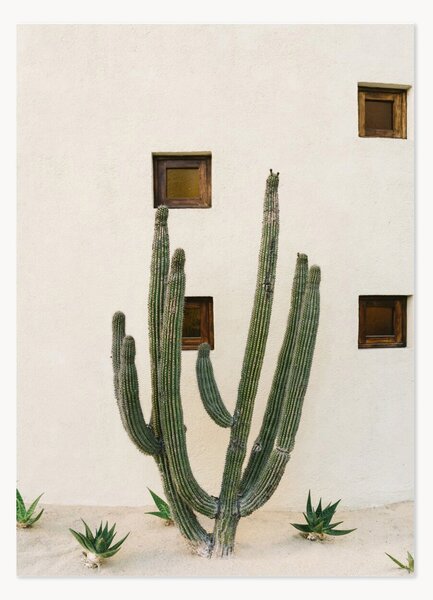 Plakat Cabo Cactus IX