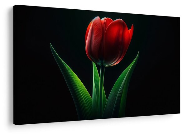 Obraz czerwona elegancja tulipana
