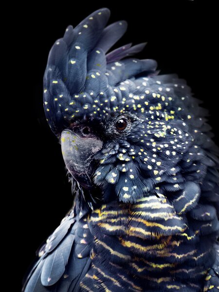 Fotografia Black Parrot, Lola Peacock